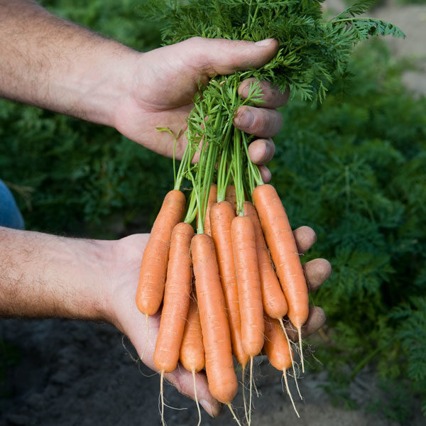 Carrot Adelaide F1 (RHS Award of Garden Merit) Quality Kings Seeds Vegetable Packs