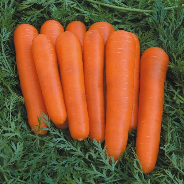 Carrot Attilio F1 Quality Kings Seeds Vegetable Packs