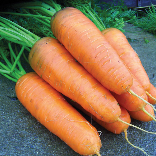 Carrot Katrin Quality Kings Seeds Vegetable Packs
