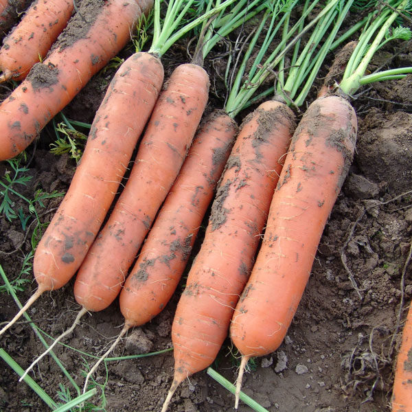 Carrot Marion F1 Quality Kings Seeds Vegetable Packs