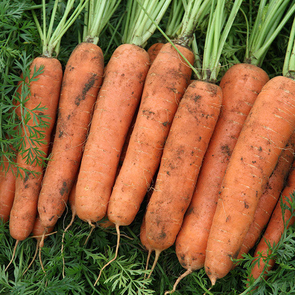 Carrot Nazareth F1 Quality Kings Seeds Vegetable Pack