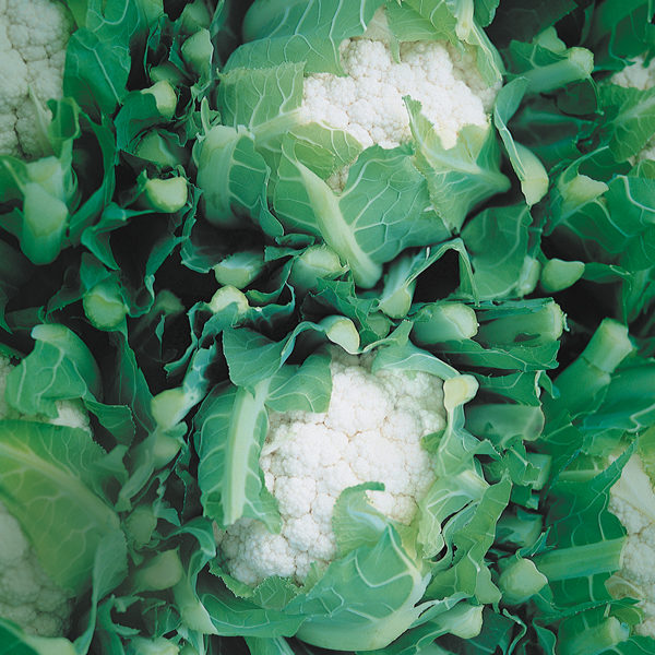 Cauliflower Cendis F1 Quality Kings Seeds Vegetable Packs
