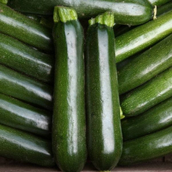 Courgette Midnight F1 Quality Kings Seeds Vegetable Packs