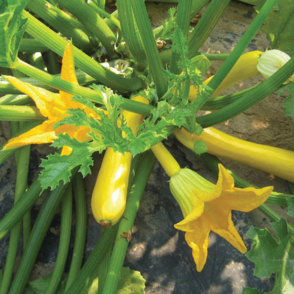 Courgette Orelia F1 Quality Kings Seeds Vegetable Packs