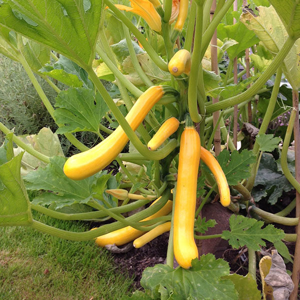 Courgette Shooting Star F1 Quality Kings Seeds Vegetable Packs
