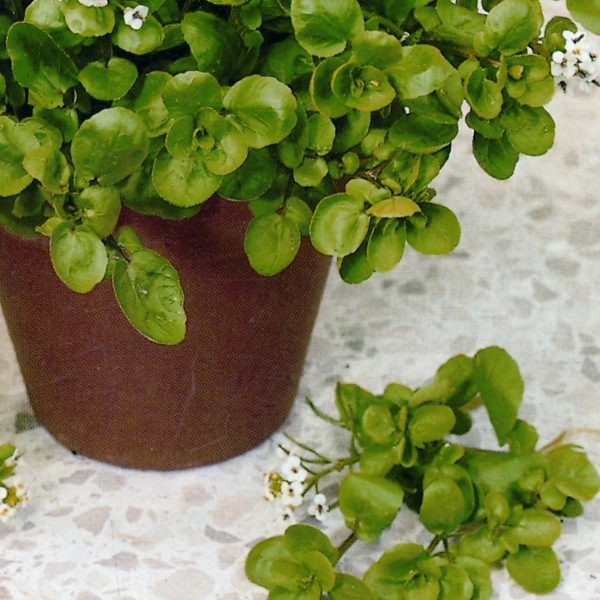 Cress American or Land Quality Kings Seeds Vegetable Herb Packs