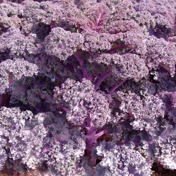 Kale Borecole Scarlet Quality Kings Seeds Herbs Packs