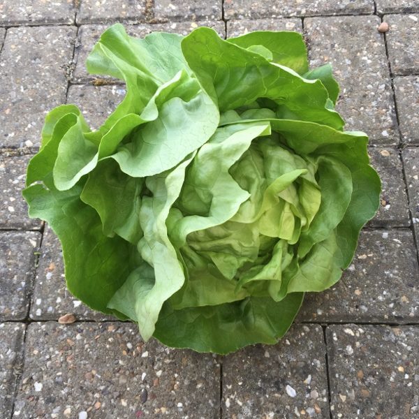 Lettuce Analena (Butterhead) Quality Herbs