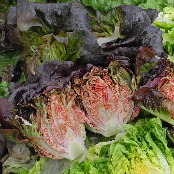 Lettuce Intred (Gem) Quality Kings Seeds Vegetable Pack