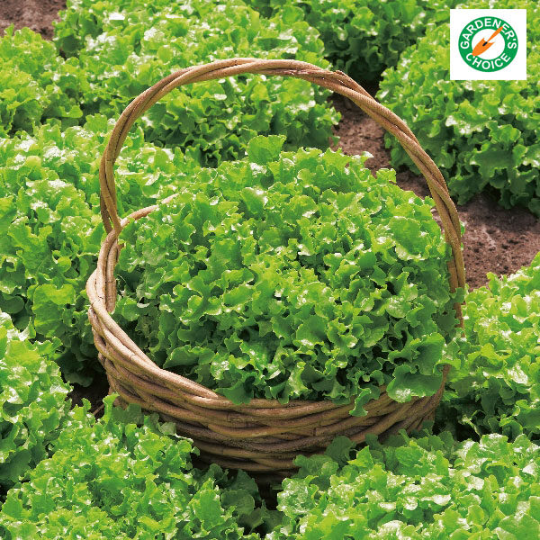Lettuce Salad Bowl (RHS Winner) Quality Kings Seeds Vegetable Packs