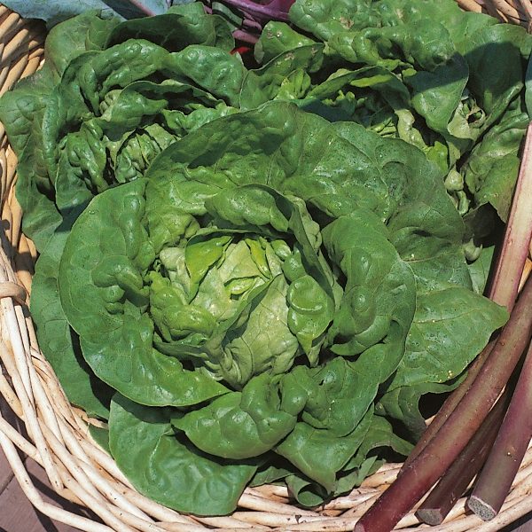 Lettuce Tom Thumb Quality Kings Seeds Vegetable Packs