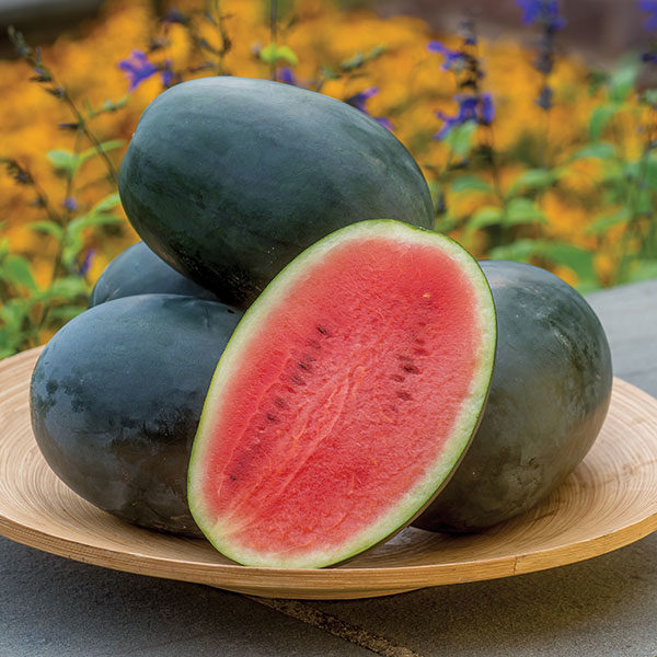 Water Melon Little Darling F1 Quality Kings Seeds Fruit Packs