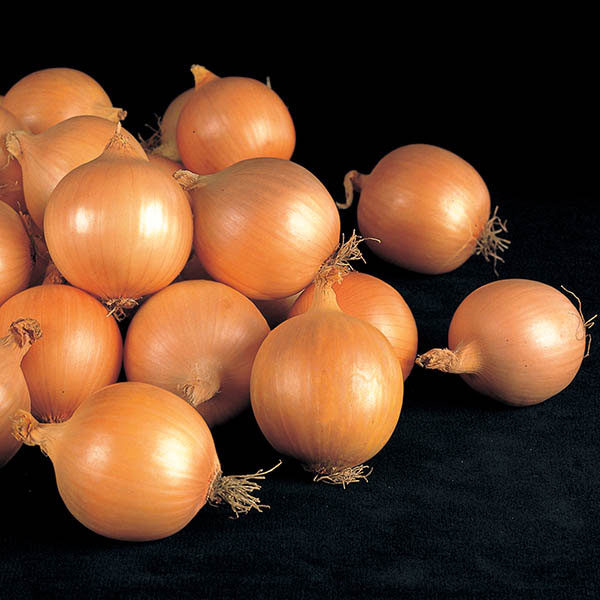 Onion Fasto F1 Quality Kings Vegetable Seeds Packs