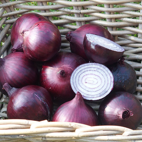 Onion Magnate F1 Quality Kings Seeds Vegetable Packs