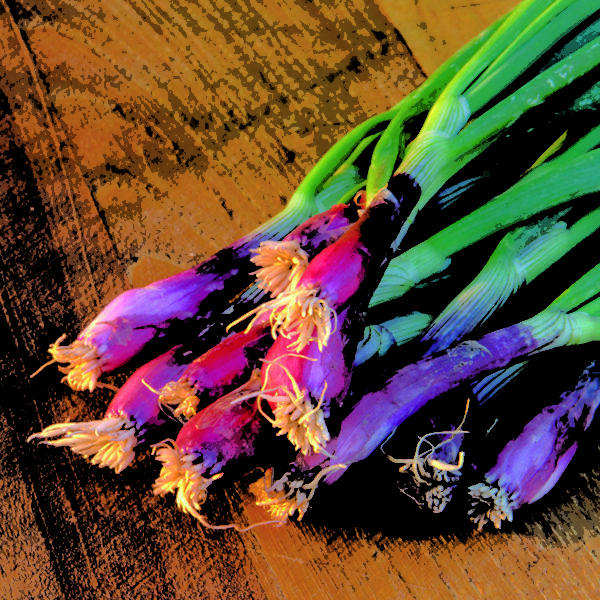 Onion Spring Lilia (salad) Quality Kings Seeds Vegetable Packs