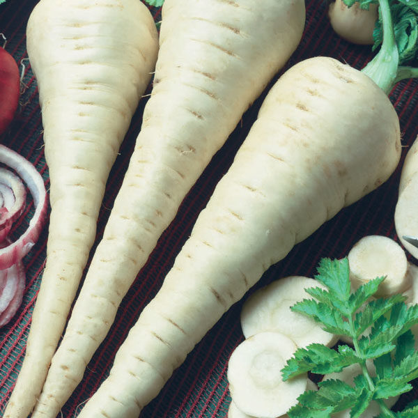 Parsnip Gladiator F1 (RHS Award of Garden Merit) Quality Kings Seeds Vegetable Packs