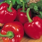 Pepper Sweet 'Beauty Bell F1' Garden Pack Kings Vegetable Seeds