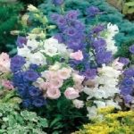 Canterbury Bells 'Cup & Saucer Mixed' (Seeds) Kings Pack Seeds