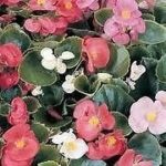 Begonia 'Sunshine Carpet Mixed' Flower Seeds Kings