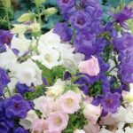 Canterbury Bells 'Cup & Saucer Mixed' (Seeds) Kings Pack Seeds