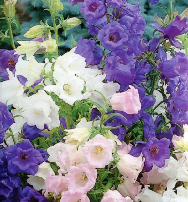 Canterbury Bells 'Cup & Saucer Mixed' (Seeds) Kings Pack Seeds