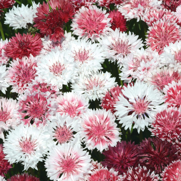 Cornflower 'Classic Romantic' King's Seed Pack Flower