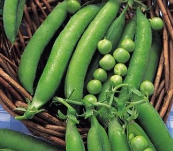 Pea 'Meteor' Seed Pack Kings Quality Vegetable Seeds