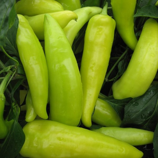 Pepper (Chilli) Hungarian Hot Wax Kings Quality Seeds RHS Pack Vegetable