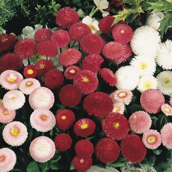 Bellis Perenniis Tasso Mixed King's Seeds Pack Flower