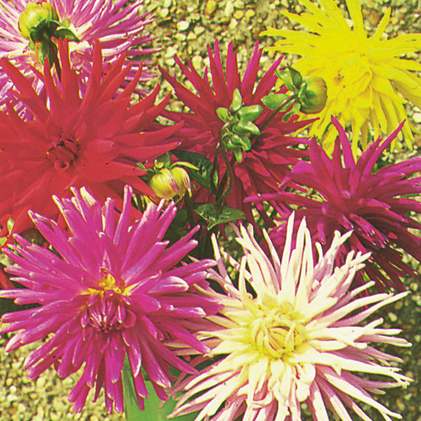 Dahlia 'Cactus Mixed' King's Quality Pack Flower Seed