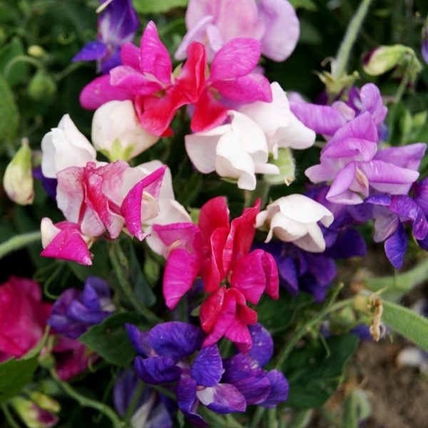 Pack Flower Seed Sweet Pea Cupid Mixed King's Quality Seeds