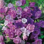 Canterbury Bells 'Cup & Saucer Mixed' (Seeds) Kings Pack Seeds
