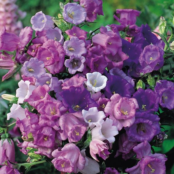Canterbury Bells 'Cup & Saucer Mixed' (Seeds) Kings Pack Seeds