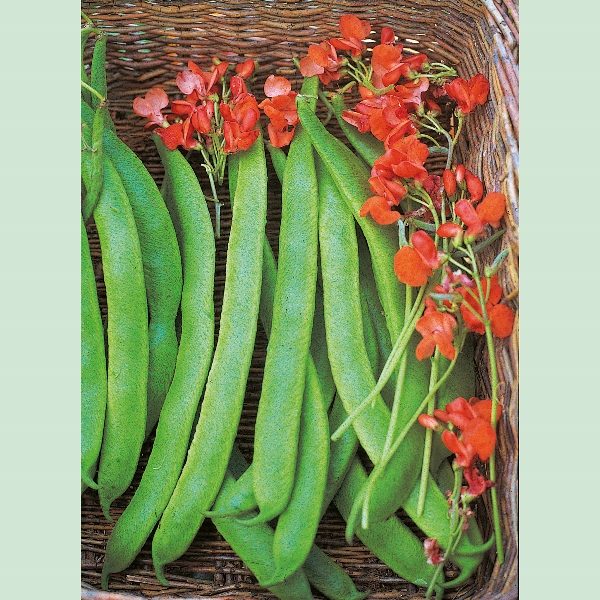 Runner Bean 'Lady Di' King's Pack Vegetable Seeds