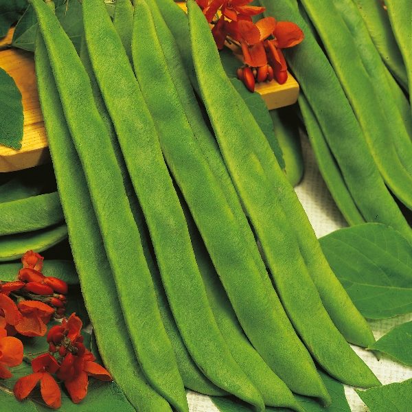 Runner Bean Butler King's Pack Vegetable Garden Seeds