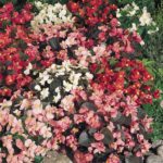 Begonia 'Sunshine Carpet Mixed' Flower Seeds Kings