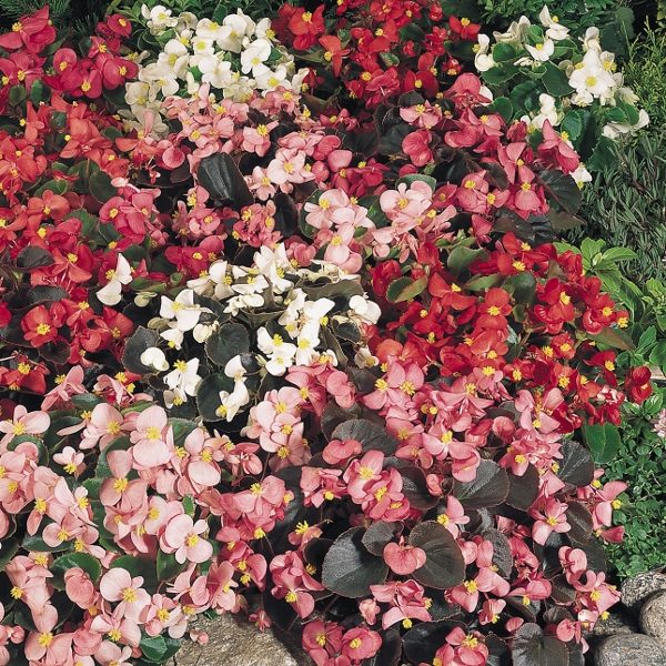 Begonia 'Sunshine Carpet Mixed' Flower Seeds Kings