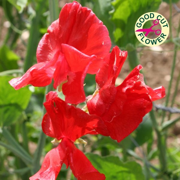Sweet Pea 'Air Warden' Kings Quality Garden Pack Flower Seeds