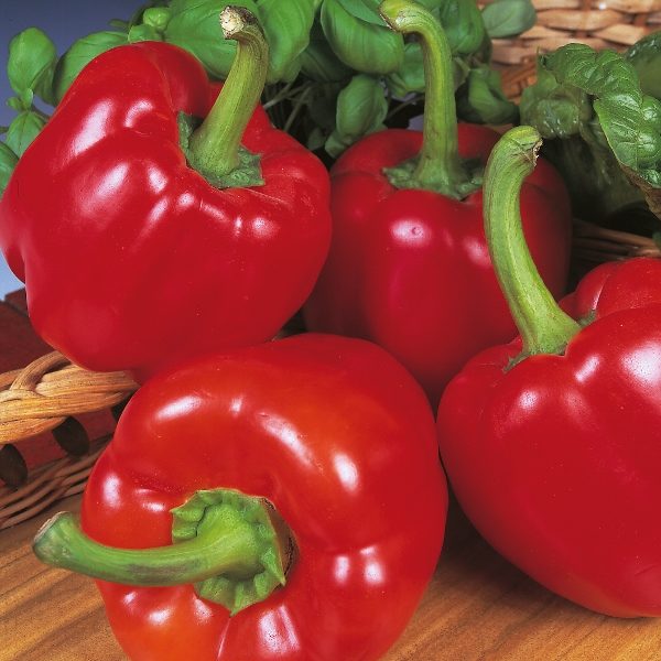 Pepper Sweet 'Beauty Bell F1' Garden Pack Kings Vegetable Seeds