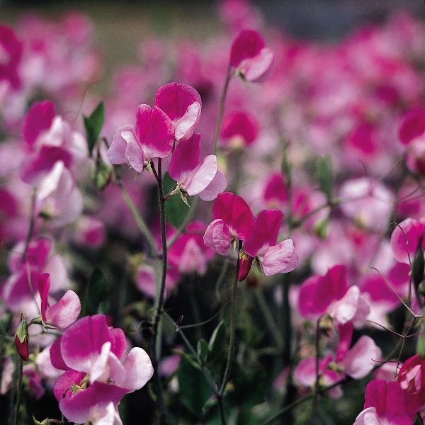 Sweet Pea 'Painted Lady' Kings Quality Garden Pack Flower Seeds