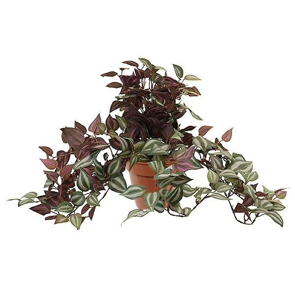 Artificial Trailing Bush 'Potted' Wandering Dew Mauve Stripe 45cm Trails Pot Plant