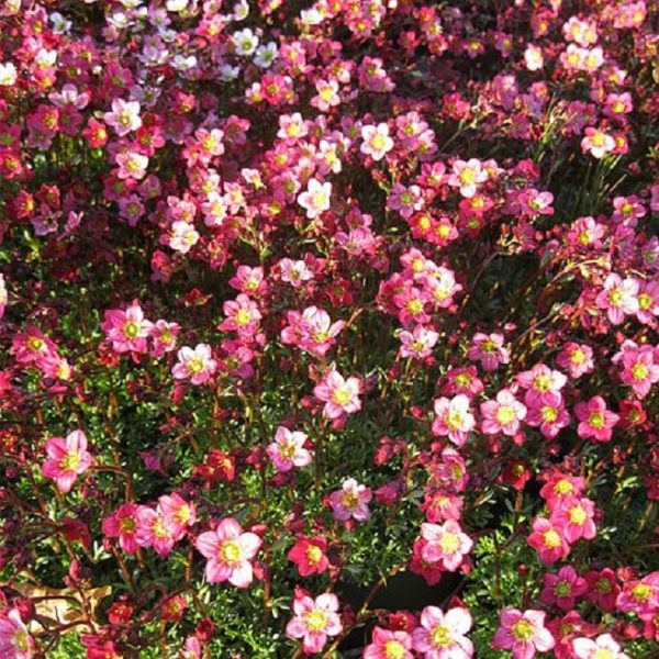 Saxifraga 'Peter Pan' Alpine Rockery Perennial Plug Plants Pack x 6