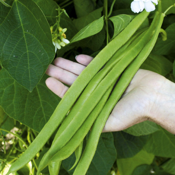 Runner Bean 'Moonlight' Garden Vegetables Pack Kings Seeds