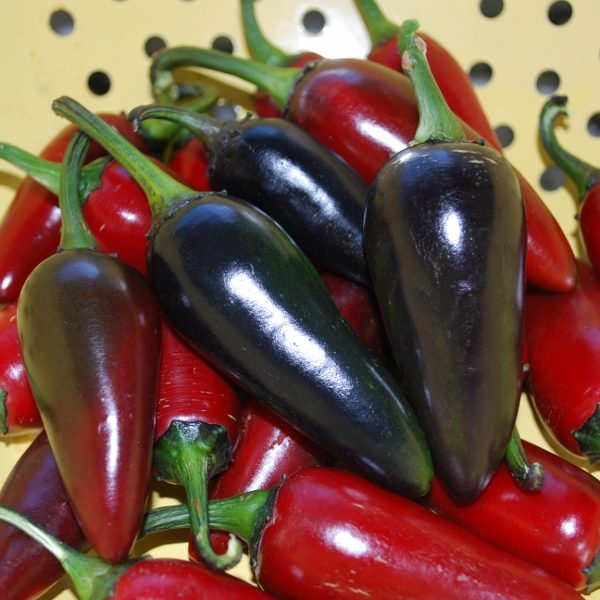'Hungarian Black' Special Dwarf Patio Collection Pack Kings Seed Pepper