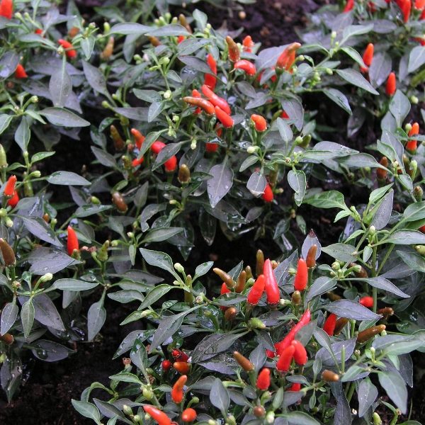 Chilli Pepper 'Demon Red' Pack Kings Garden Seeds