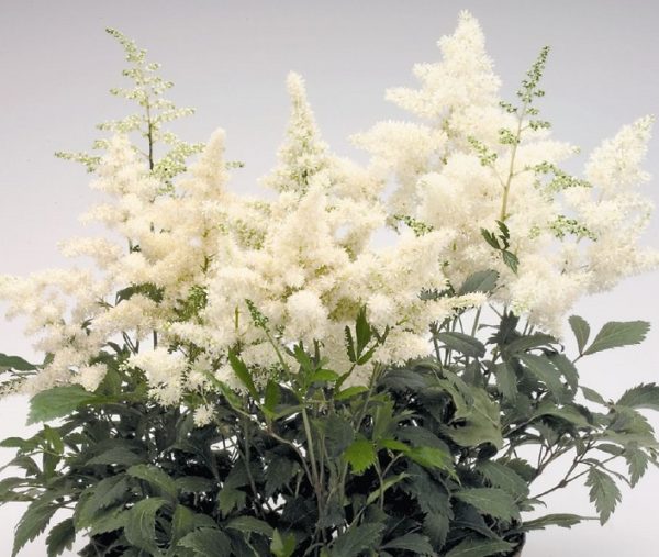 Astilbe 'Astary White' Perennial XXL Supersize Plug Plants Pack x3
