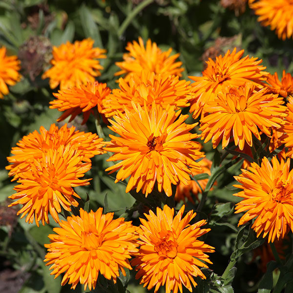 Calendula Officinalis Calexis Orange Quality Kings Seeds Packs