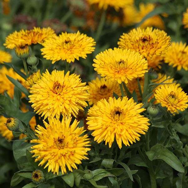 Calendula Officinalis Calexis Yellow Quality Kings Seeds Packs