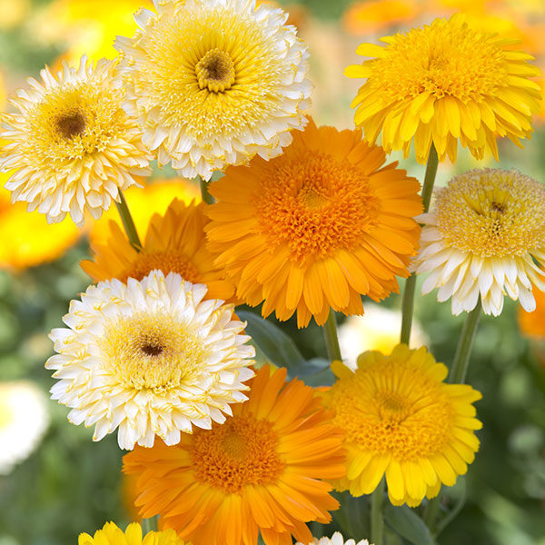 Calendula Kinglet Formula Mixed Quality Kings Seeds Flowers Pack