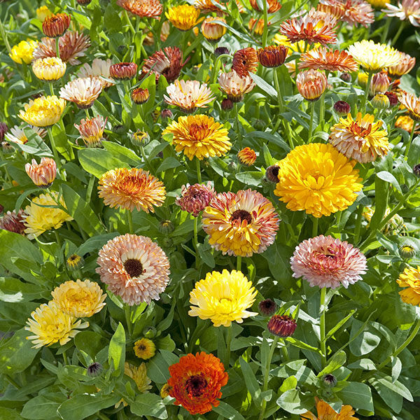 Calendula Playtime Mix Quality Kings Seeds Flower Packs